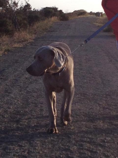 Gunner 6